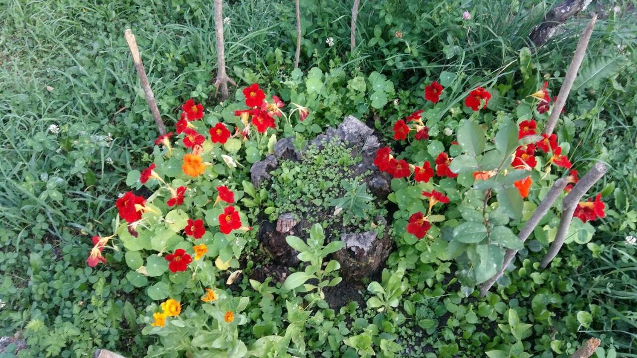 Guesthouse Guram Baba Mestia Zewnętrze zdjęcie
